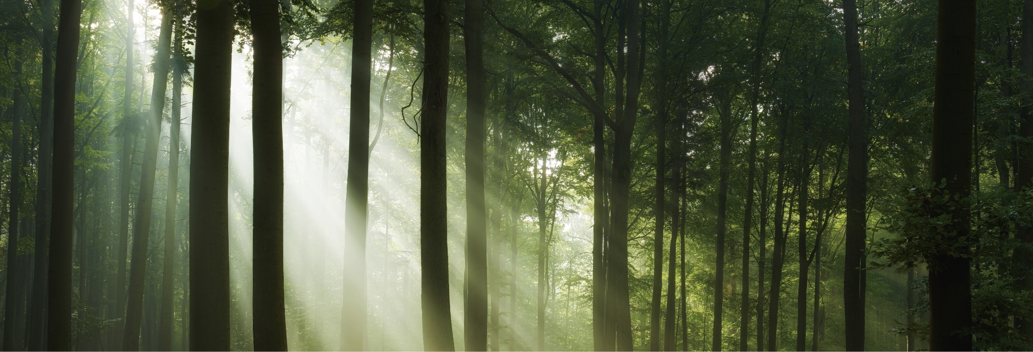 木の与える心地よさ